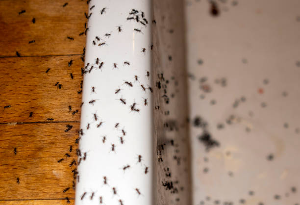 Best Pest Removal Services  in Crooksville, OH
