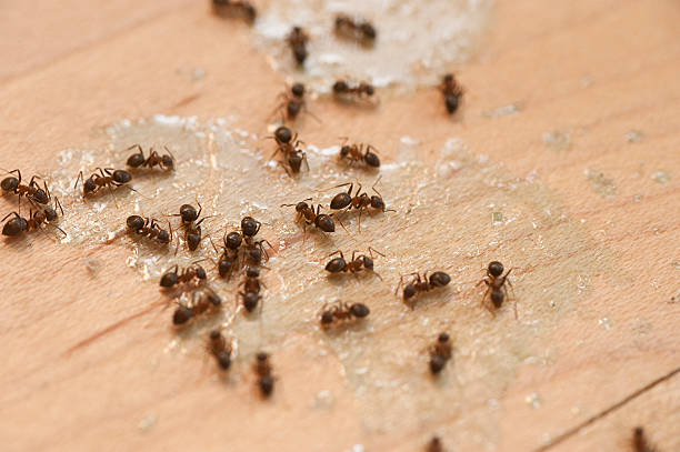Best Pest Control Cost  in Crooksville, OH